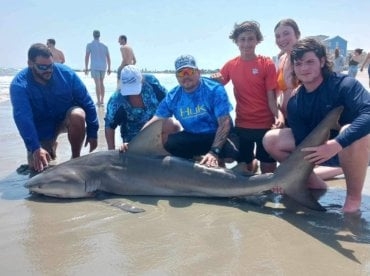 Charleston Shark and Surf