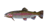 Fish 1