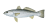 Fish 3