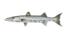 Fish 1