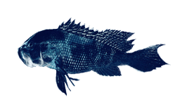 Чёрный морской окунь