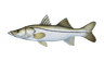 Fish 3