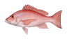 Fish 3