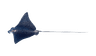 Fish 4