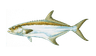 Fish 4