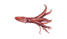 Fish 2