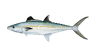 Fish 1