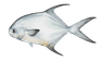Fish 2