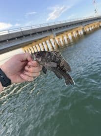 An angler proudly displaying a small Black Sea Bass while fishing near a pier.