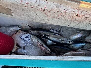 A cooler filled with various fish, including mackerel and other species, showing the catch from a recent fishing trip.