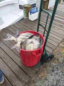 A bucket filled with freshly caught fish, likely Black Drum, resting on a dock next to a fishing boat.