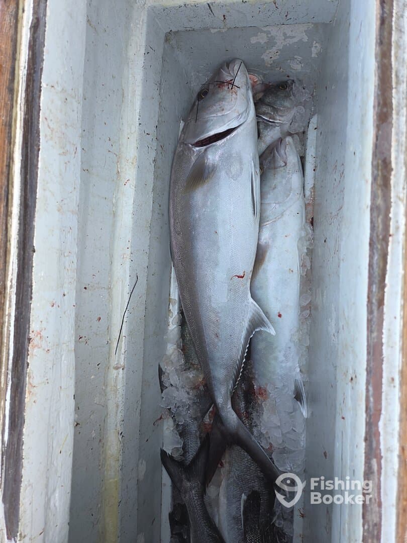 A cooler filled with freshly caught fish, including a prominent Grey Snapper, resting on ice after a successful fishing trip.