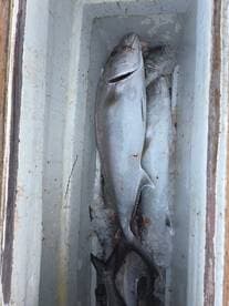 A cooler filled with freshly caught fish, including a prominent Grey Snapper, resting on ice after a successful fishing trip.