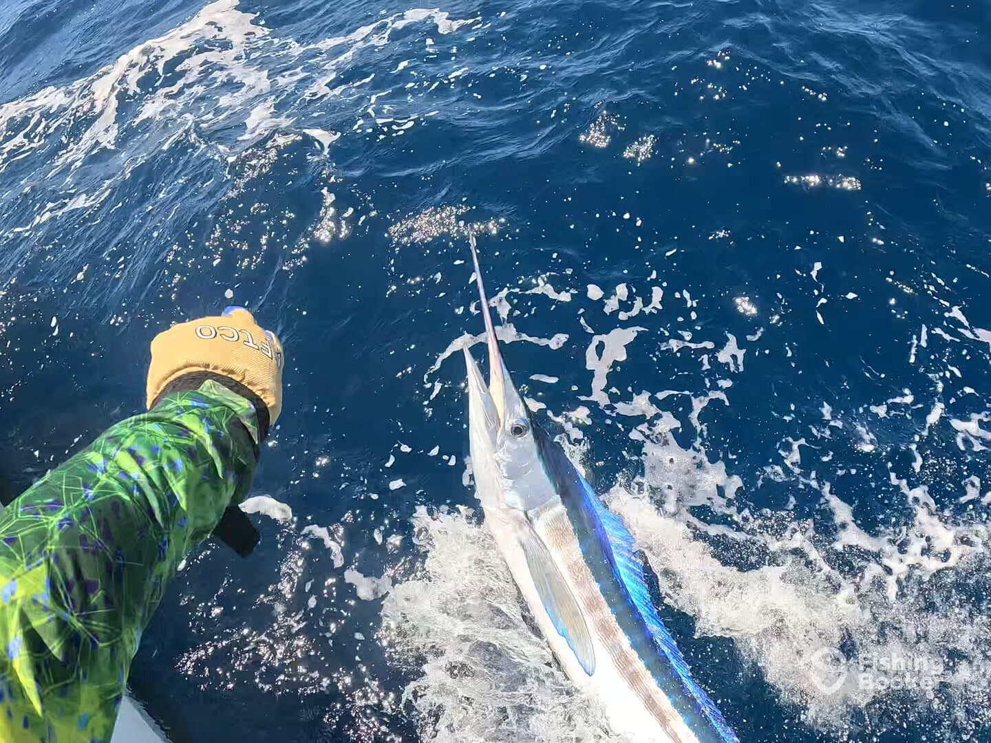 An angler actively reeling in a vibrant Sailfish while fishing in deep blue waters.