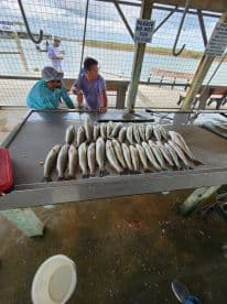 A group of anglers examining a catch of multiple Speckled Trout laid out on a cleaning table at a dockside fishing station.