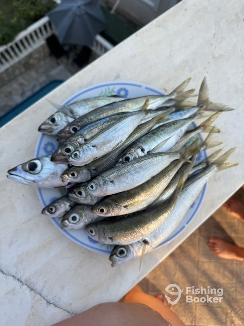 A variety of small fish displayed on a plate, likely caught during a local fishing trip, set against a backdrop of a residential area.