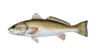 Fish 3
