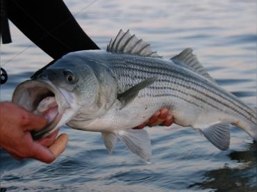 Fishing Charters in Laughlin